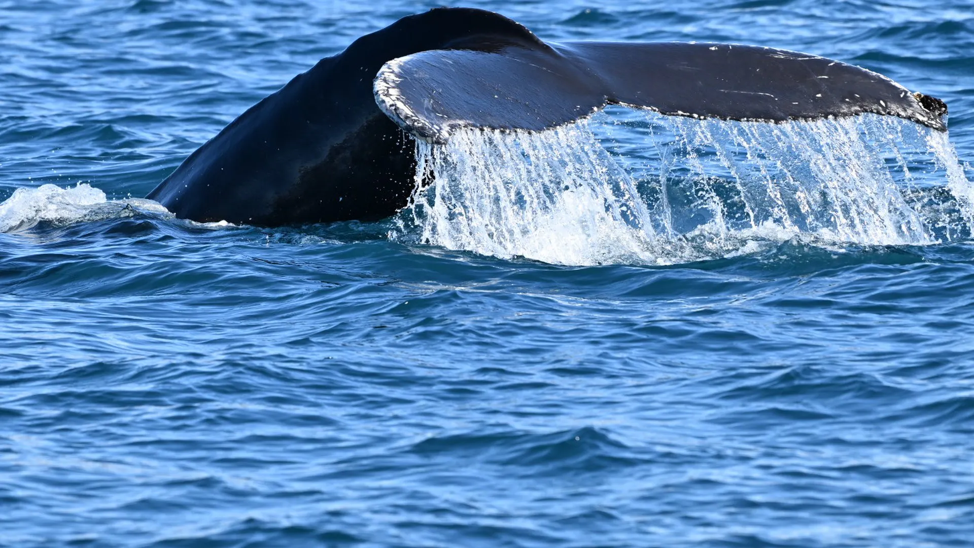 Voile & Exploration, Groenland de l’Est : nageoire caudale d’une baleine à bosse ruisselante d’eau