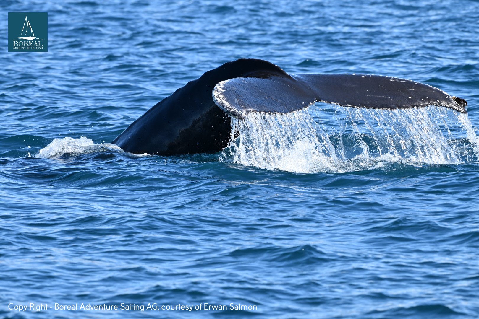 Sail & Explore, East Greenland: humpback whale raising its tail fluke