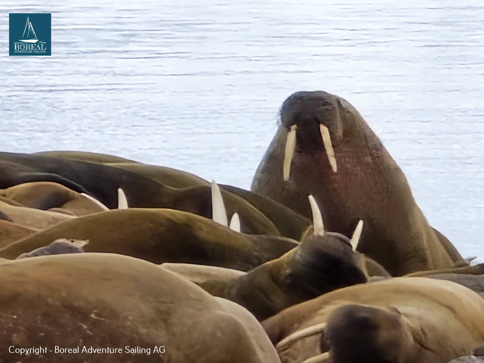 Ski & Sail, Svalbard: close-up of a walrus herd resting, tusks visible