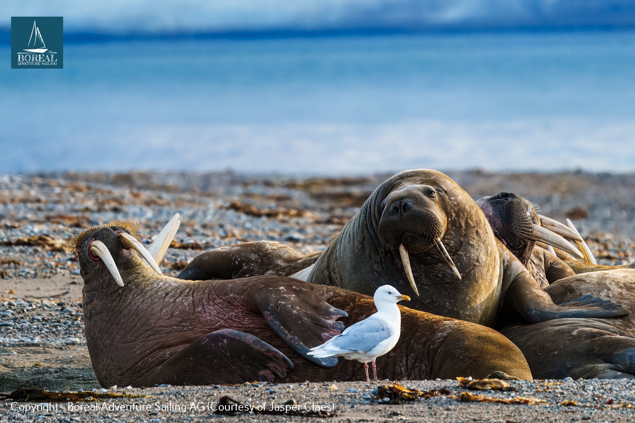 Sail & Explore, Svalbard: walruses resting on a gravel beach, a gull standing nearby