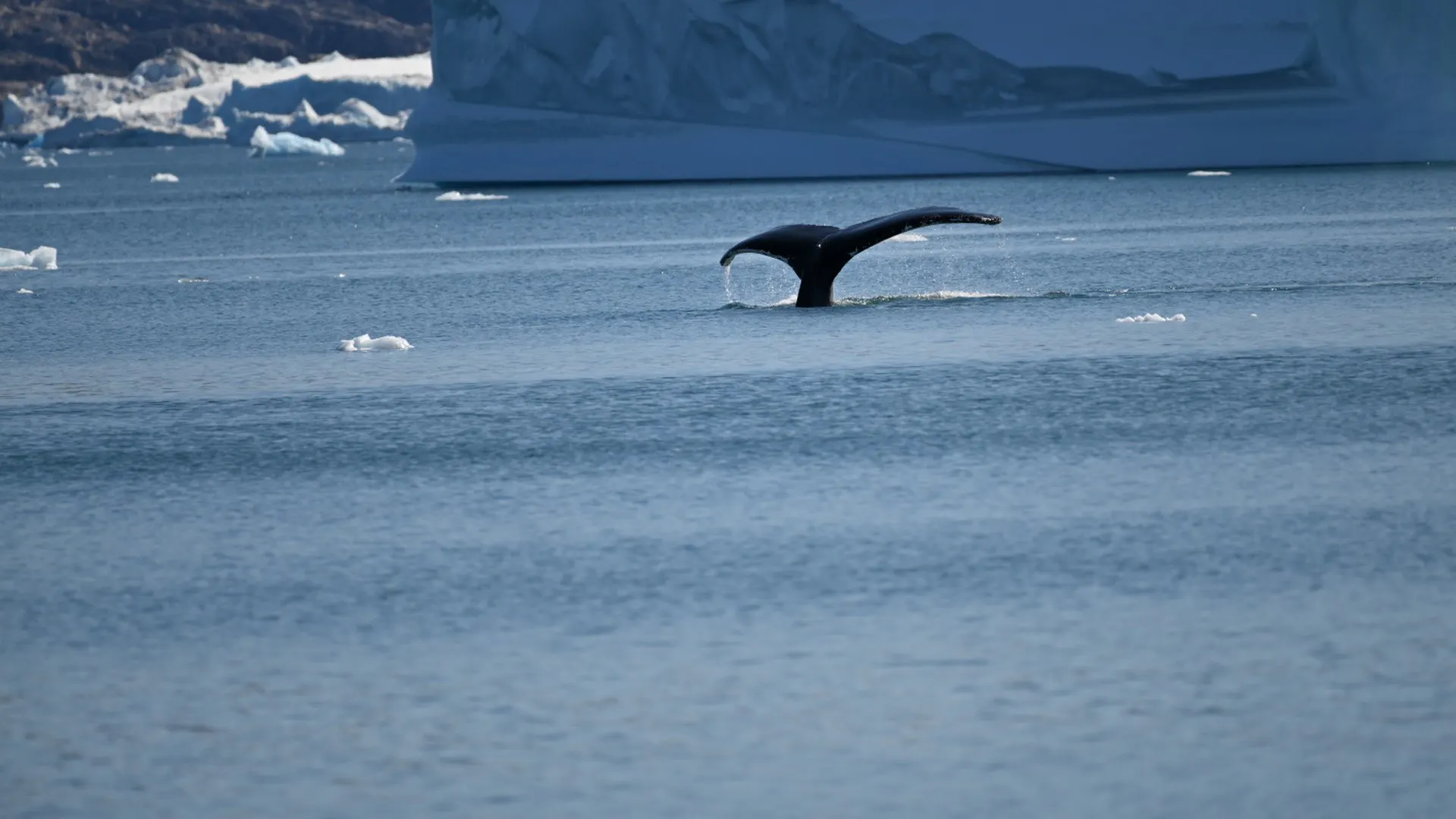 Voile & Exploration, Groenland de l’Est : baleine à bosse plongeant devant un immense iceberg