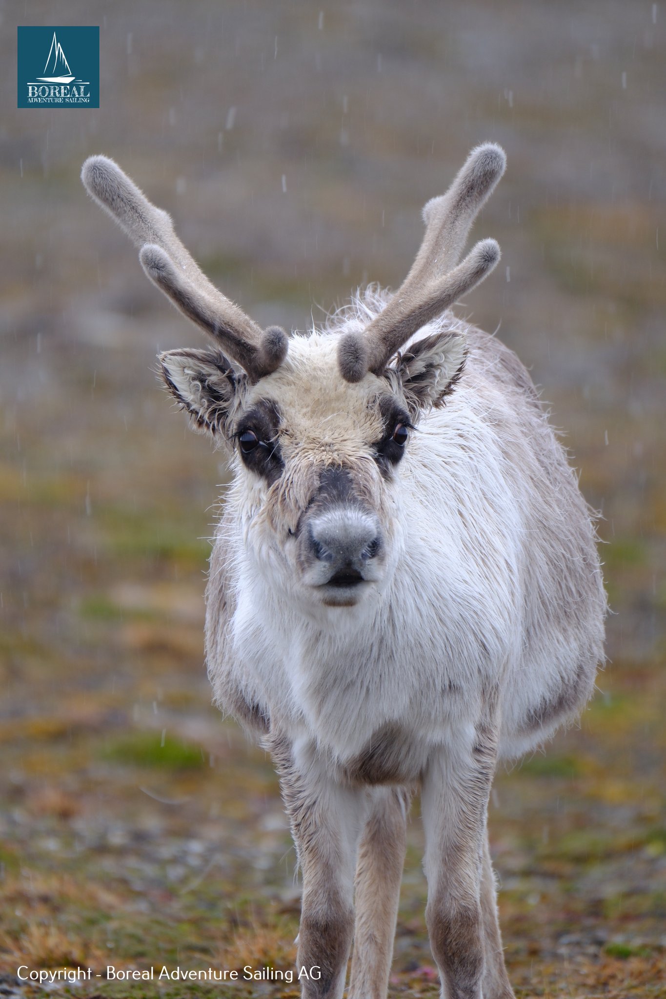 Sail & Explore, Svalbard: Svalbard reindeer with velvet antlers facing the camera on the tundra