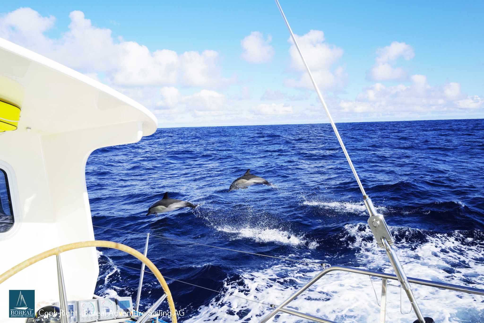 Offshore Sailing: dolphins leaping beside the yacht in a deep blue ocean swell