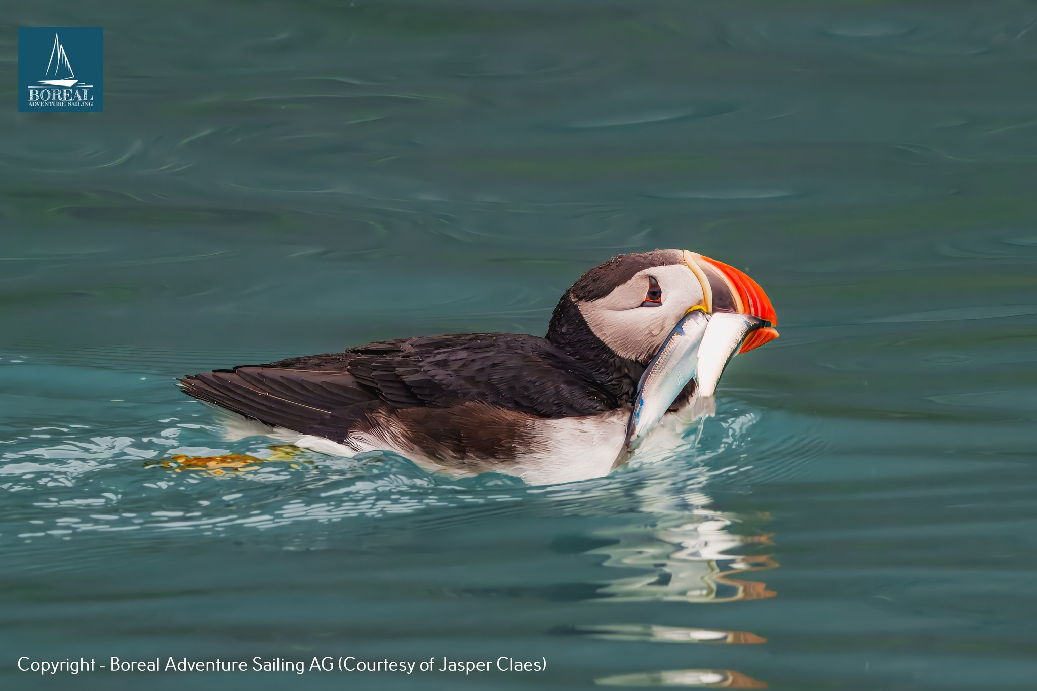 Sail & Explore, Svalbard: Atlantic puffin swimming with fish in its beak