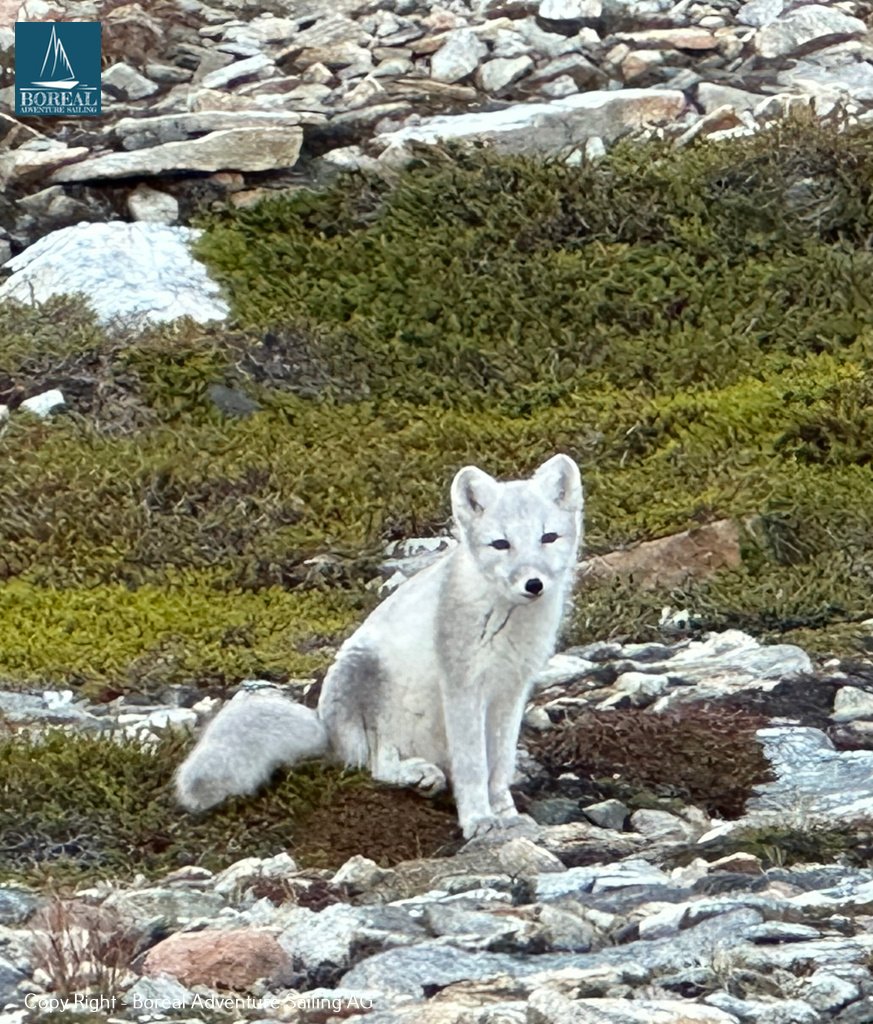 Sail & Explore, East Greenland: pale Arctic fox sitting among rocks and low tundra