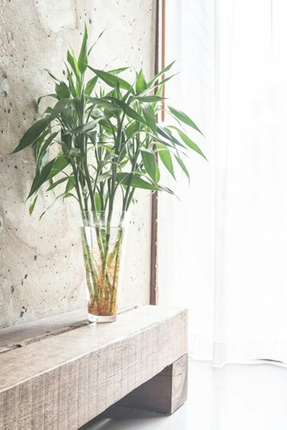 Lucky Bamboo for a Vastu-compliant home