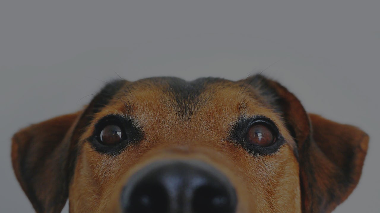 Secret Productivity Boosters: Office Cats and Dogs