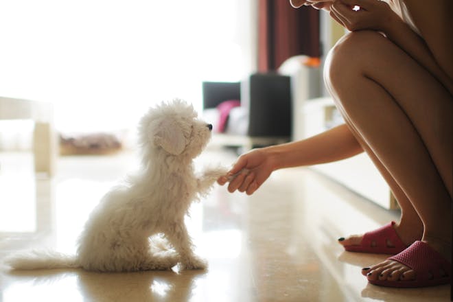 Löften att ge din hund 2022