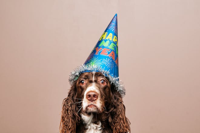 Raketer och fester – så klarar sig din hund på nyårsafton