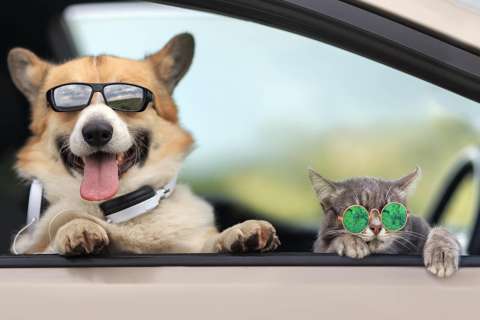hund och katt med solglasögon i bilfönster