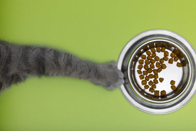 Hur mycket mat ska jag ge min katt?
