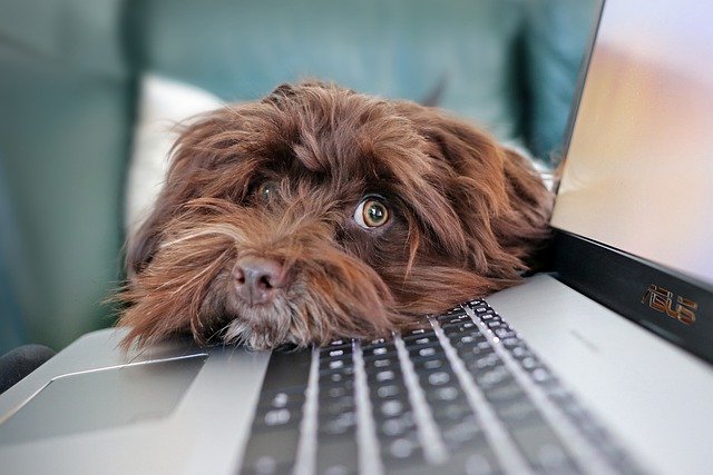 Så använder du FirstVet med din djurförsäkring - ManyPets