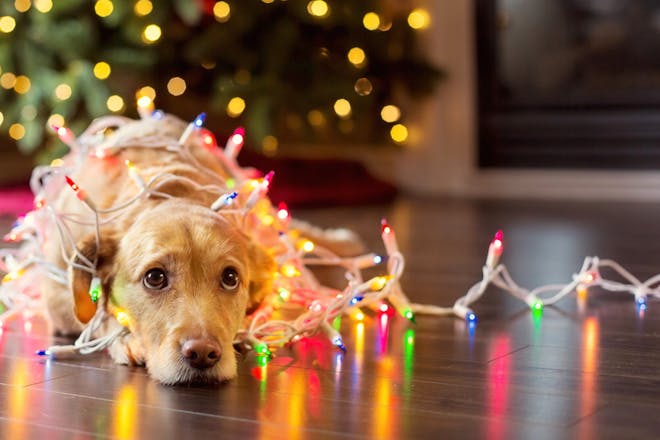 Jul med hund – det här ska du tänka på
