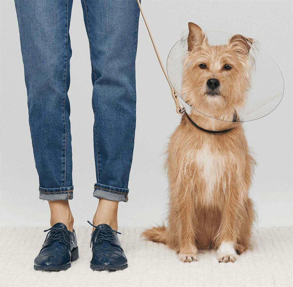 A dog sat next to it's owner wearing a cone collar
