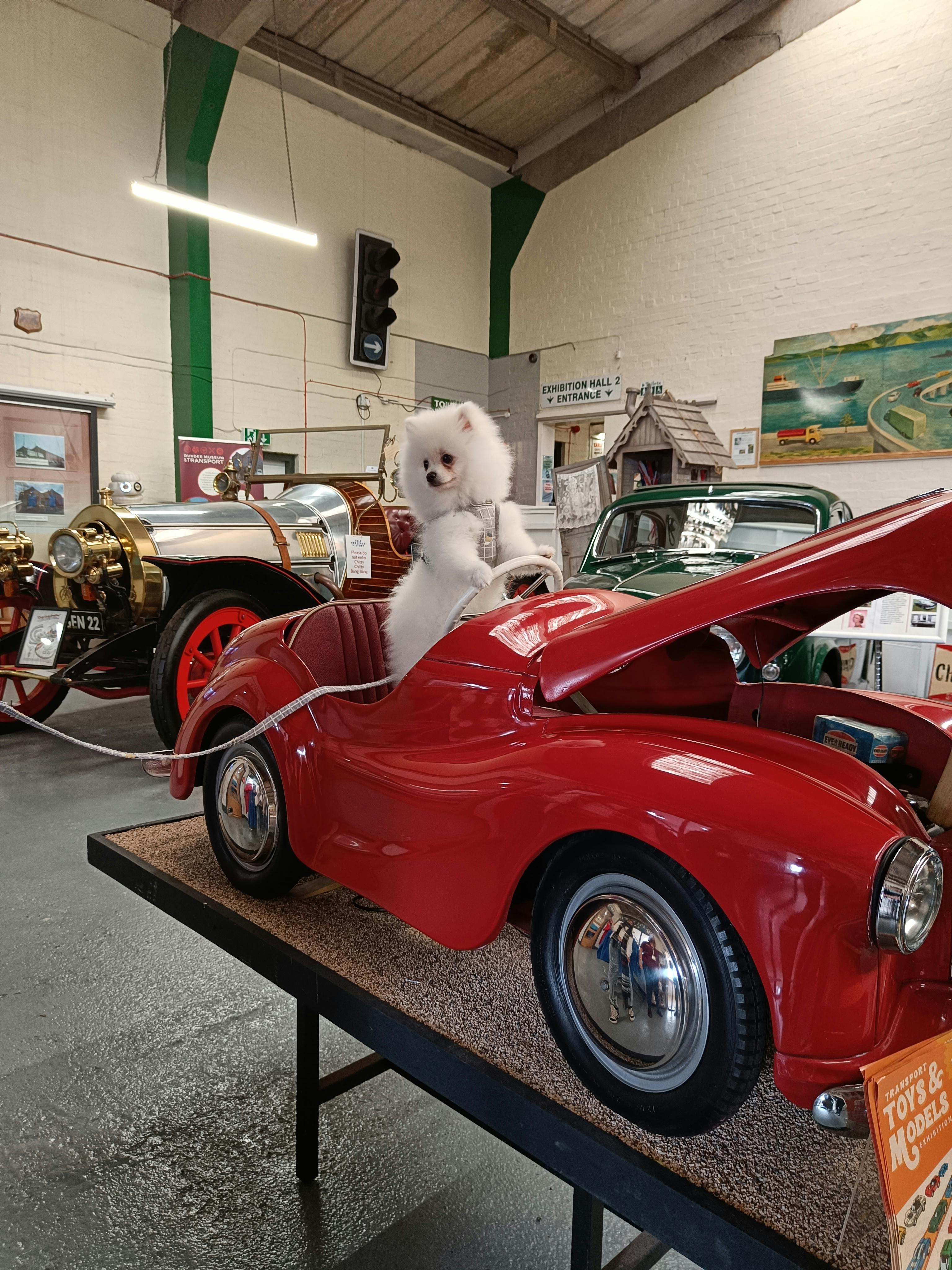 A dog at the Dundee Museum of Transport