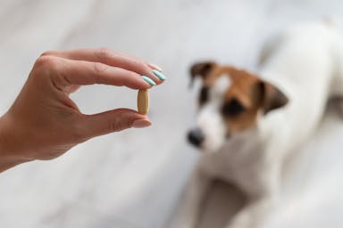 Dog looking at pill