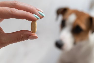 The pill that could extend the lifespan of pet dogs by years