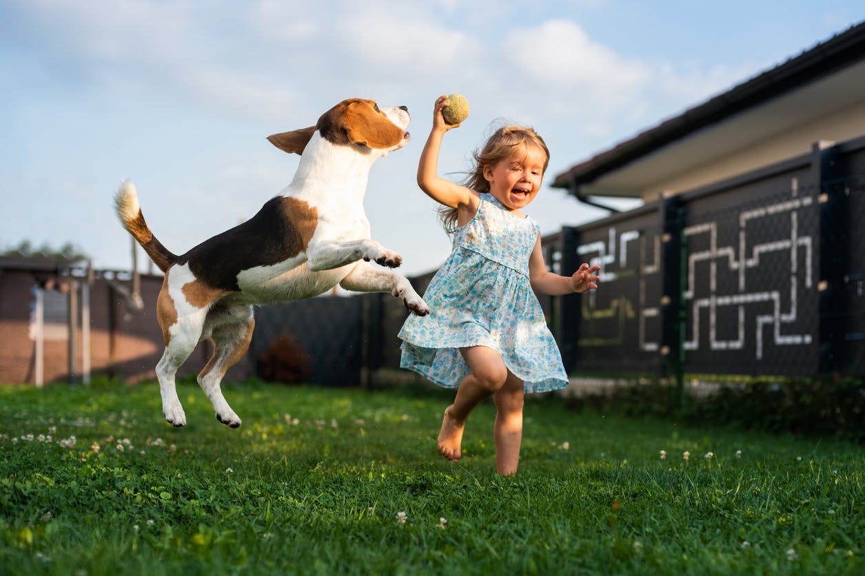 A Beagle playing with a little girl