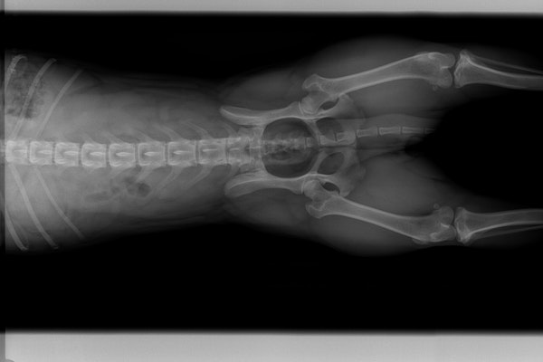 A dog hip dysplasia x ray