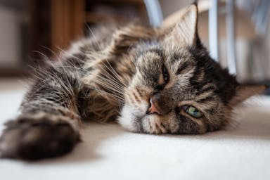 Cat insurance for older cats