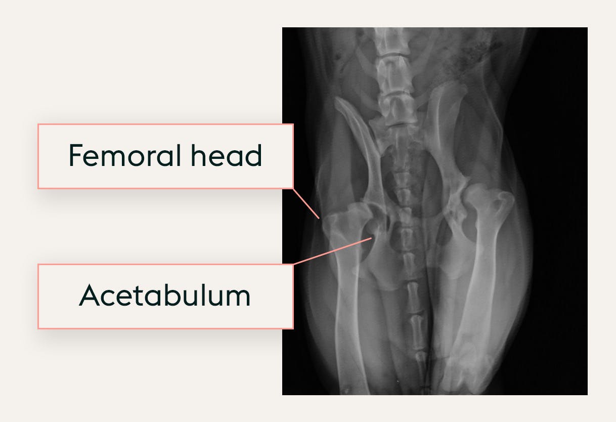 An x-ray showing a dog with hip dysplasia