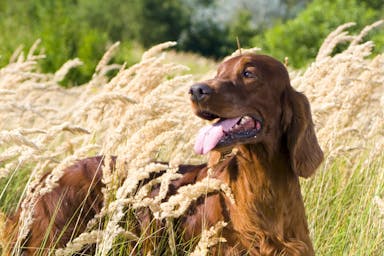 Dog in long grass