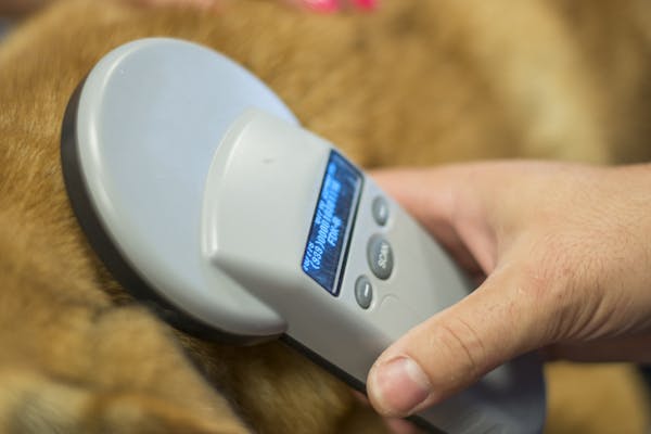 A dog microchip scanner