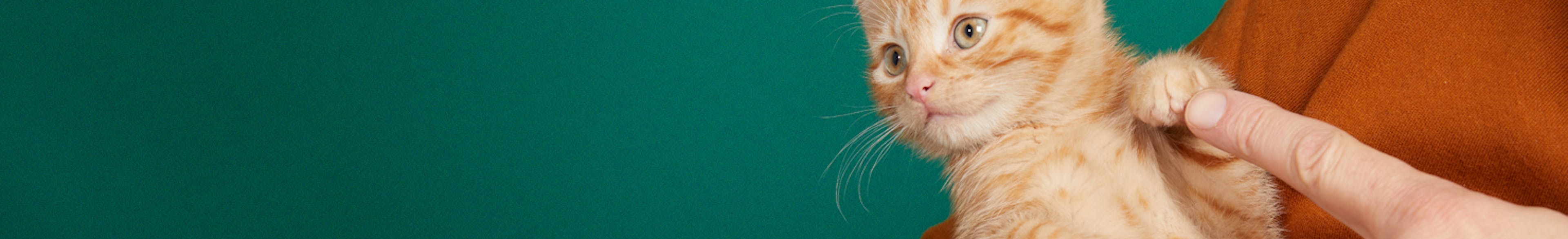 Ginger kitten