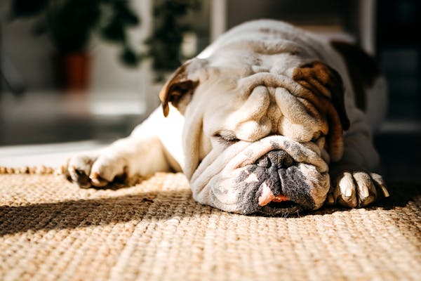 Sleeping English Bulldog