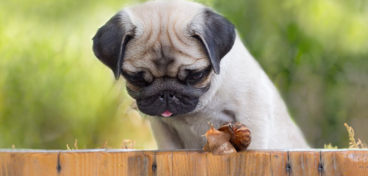 Dog looking at a snail