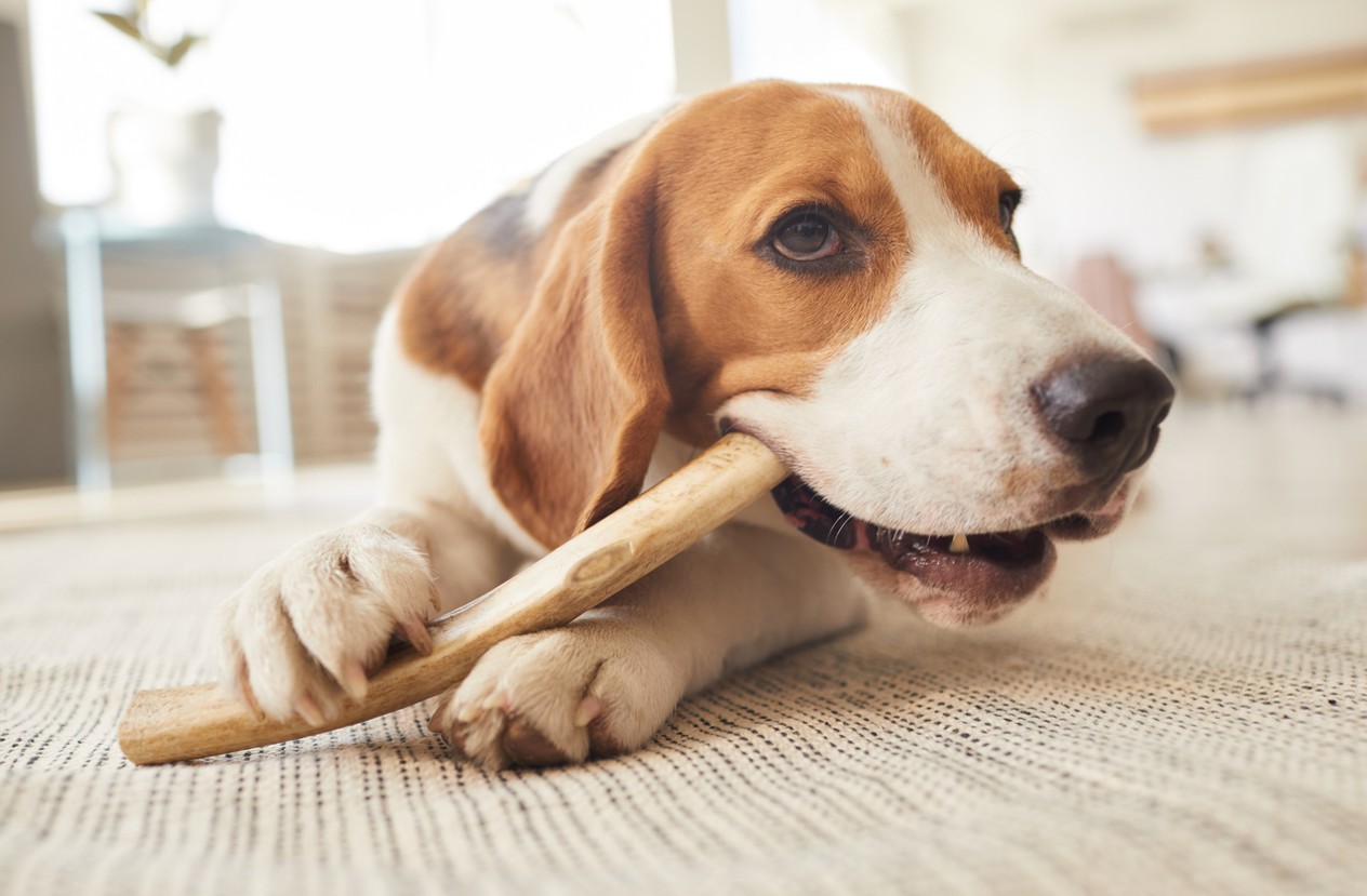 dog gums bleeding treatment