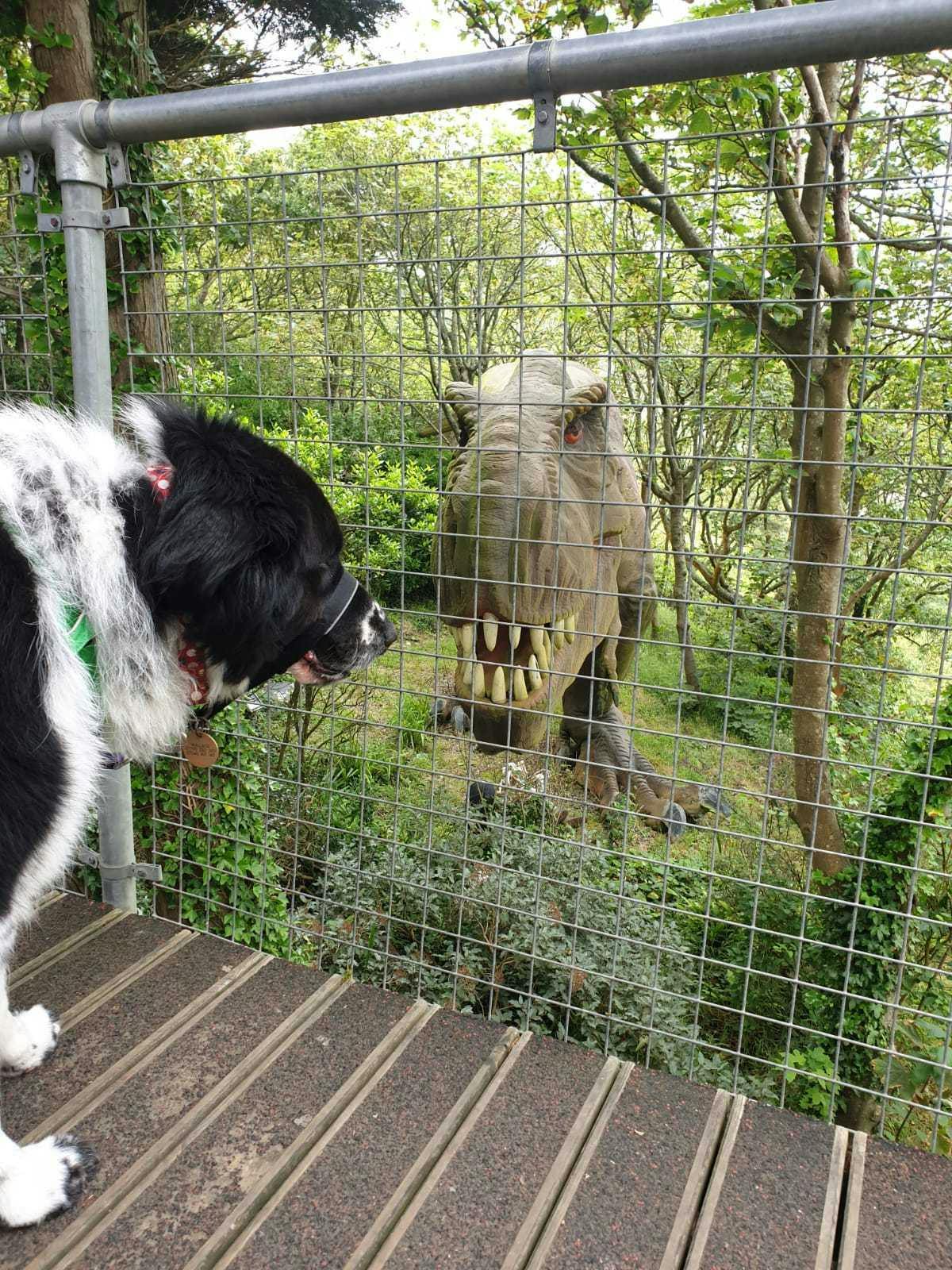 A dog looking at a dinosaur