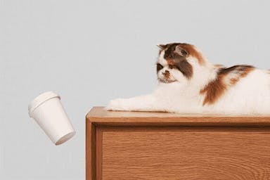Cat pushing a cup off a table