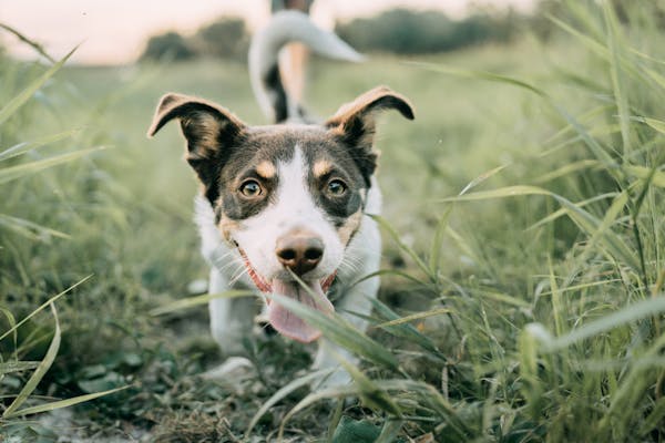 How dog walking can help your mental health