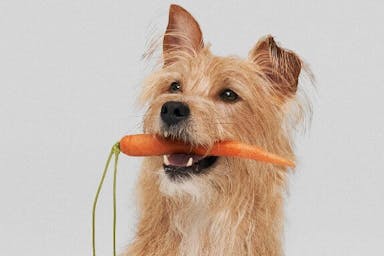 Everything owners need to know about raw pet food diets