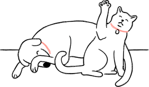 Cat sitting with dog
