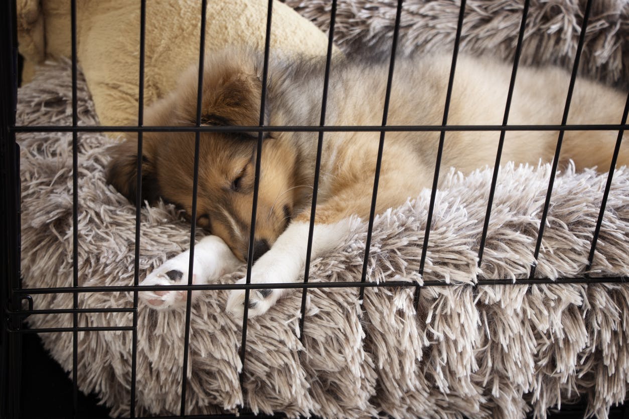 A puppy asleep in a crate