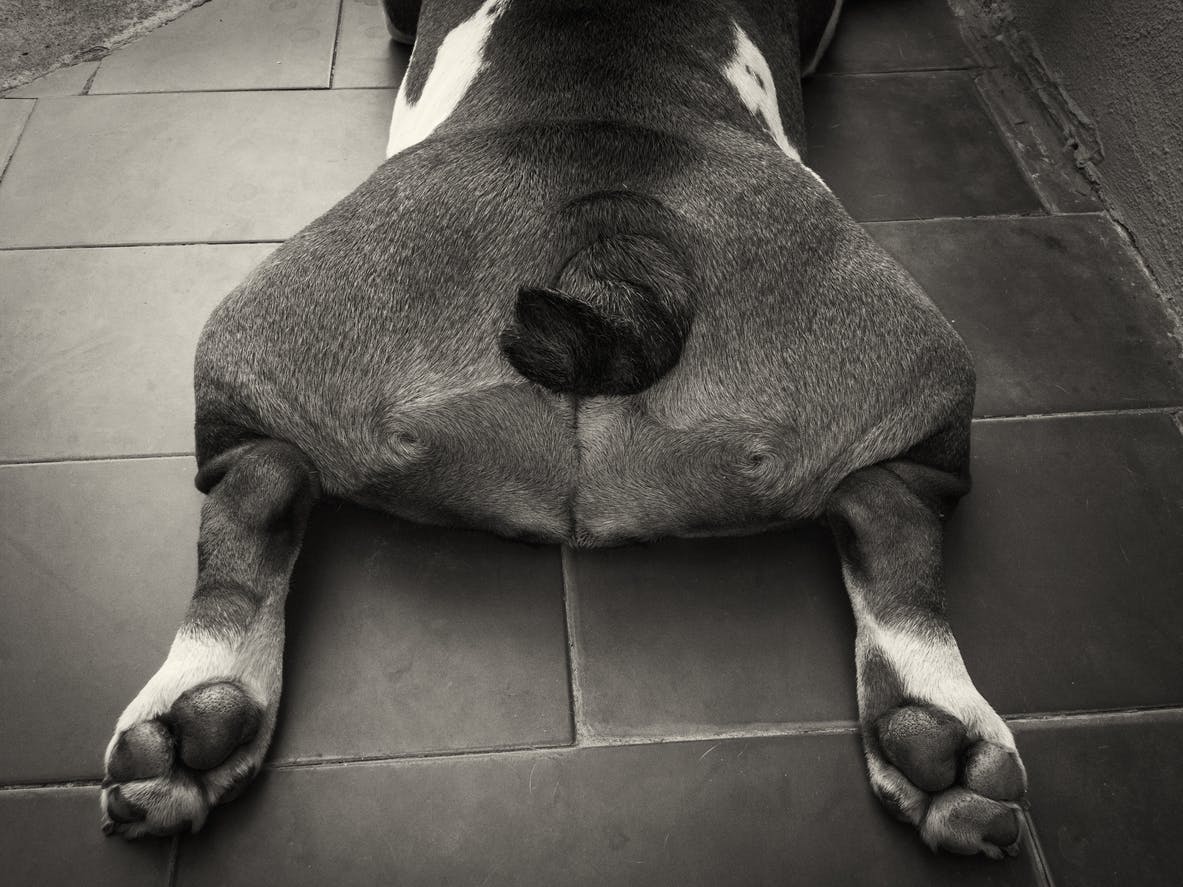 Bulldog with hip dysplasia