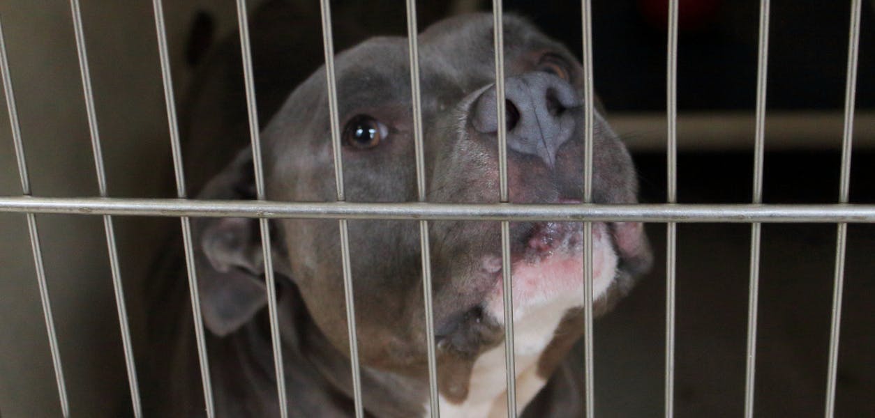 A caged dog