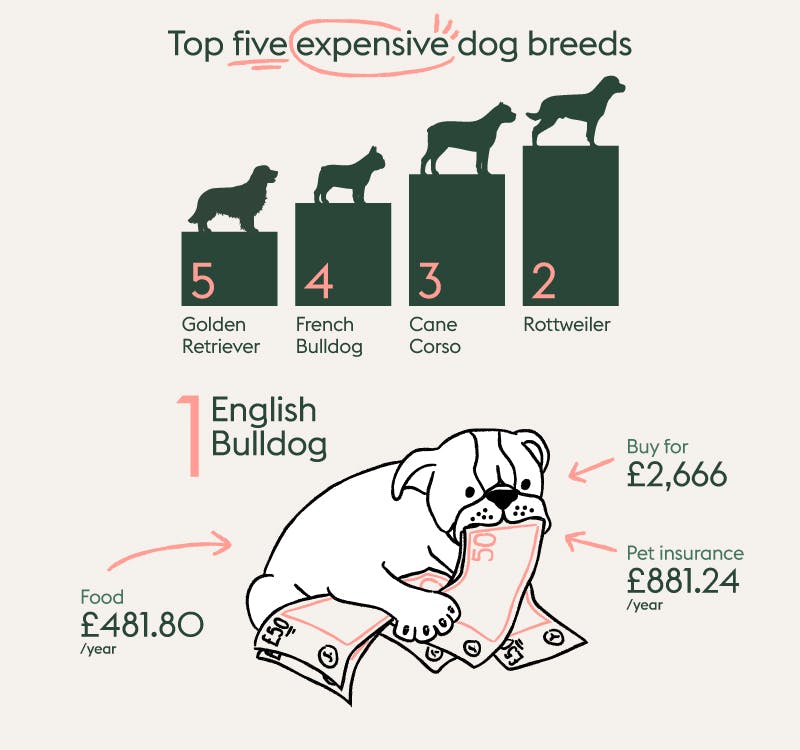 The most expensive dog breeds - English Bulldog