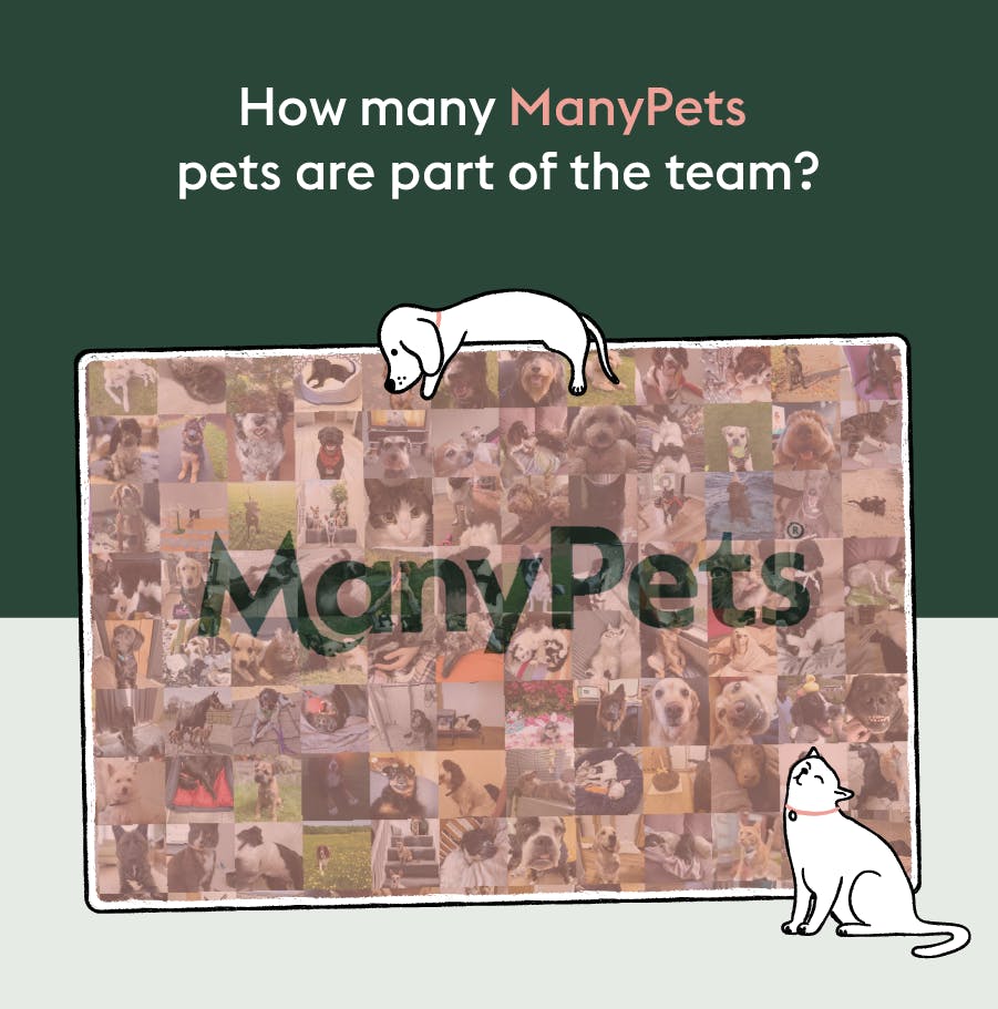 ManyPets staff pets
