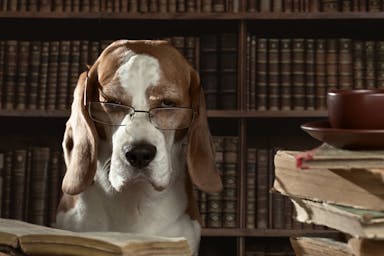 A dog lawyer