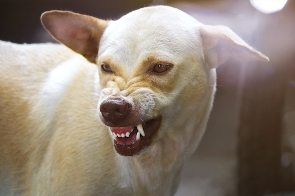 Dog baring its teeth