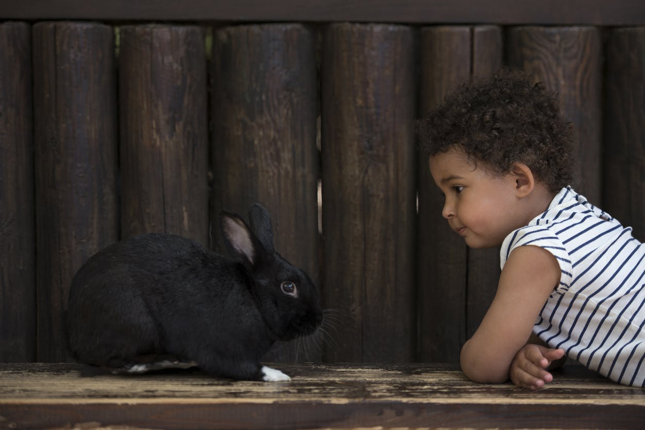 A child with a a pet rabbit