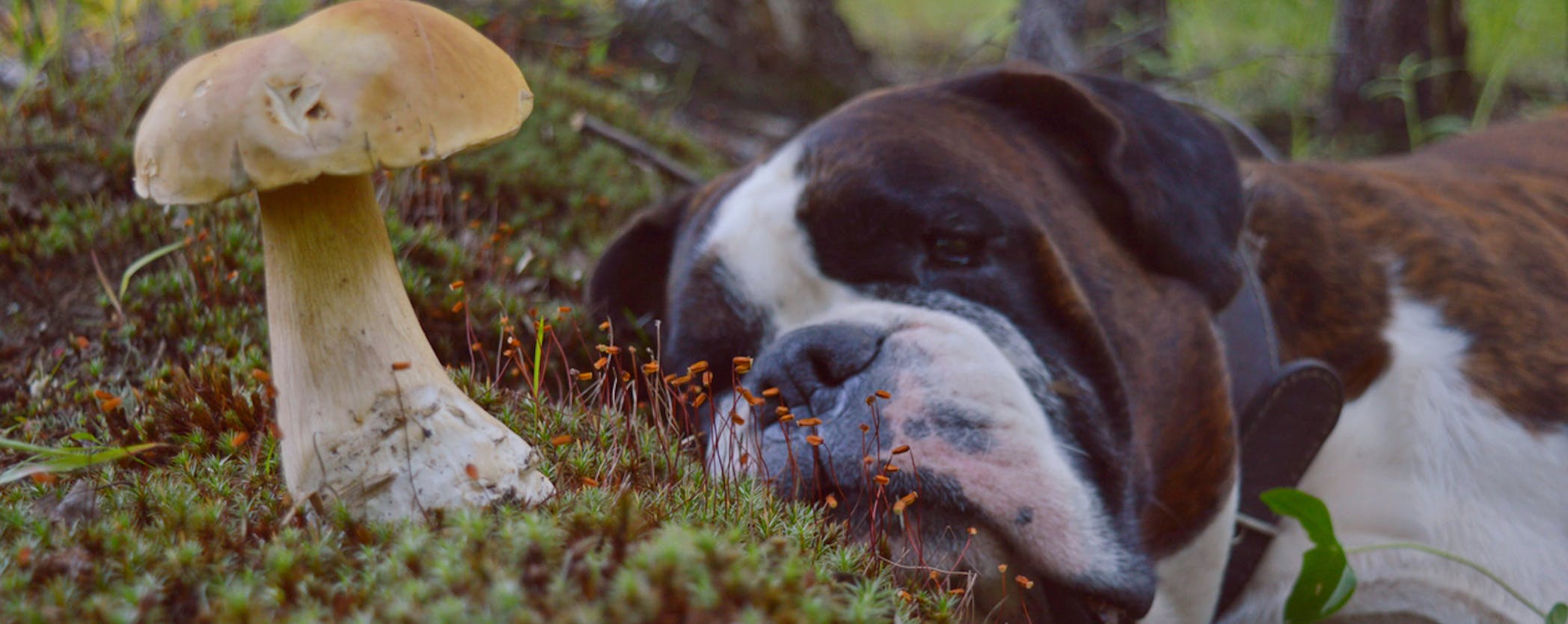 A dog staring at a wild mushroom