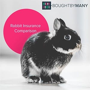 rabbit insurance comparison
