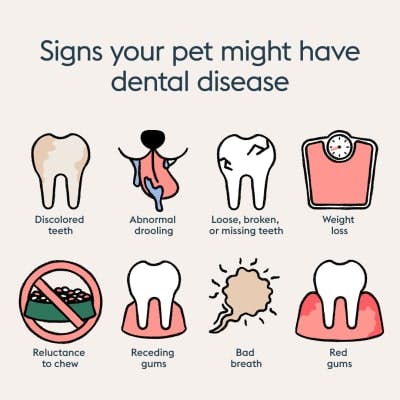 Signs of dental disease in pets