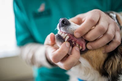 A dog having its teeth examined