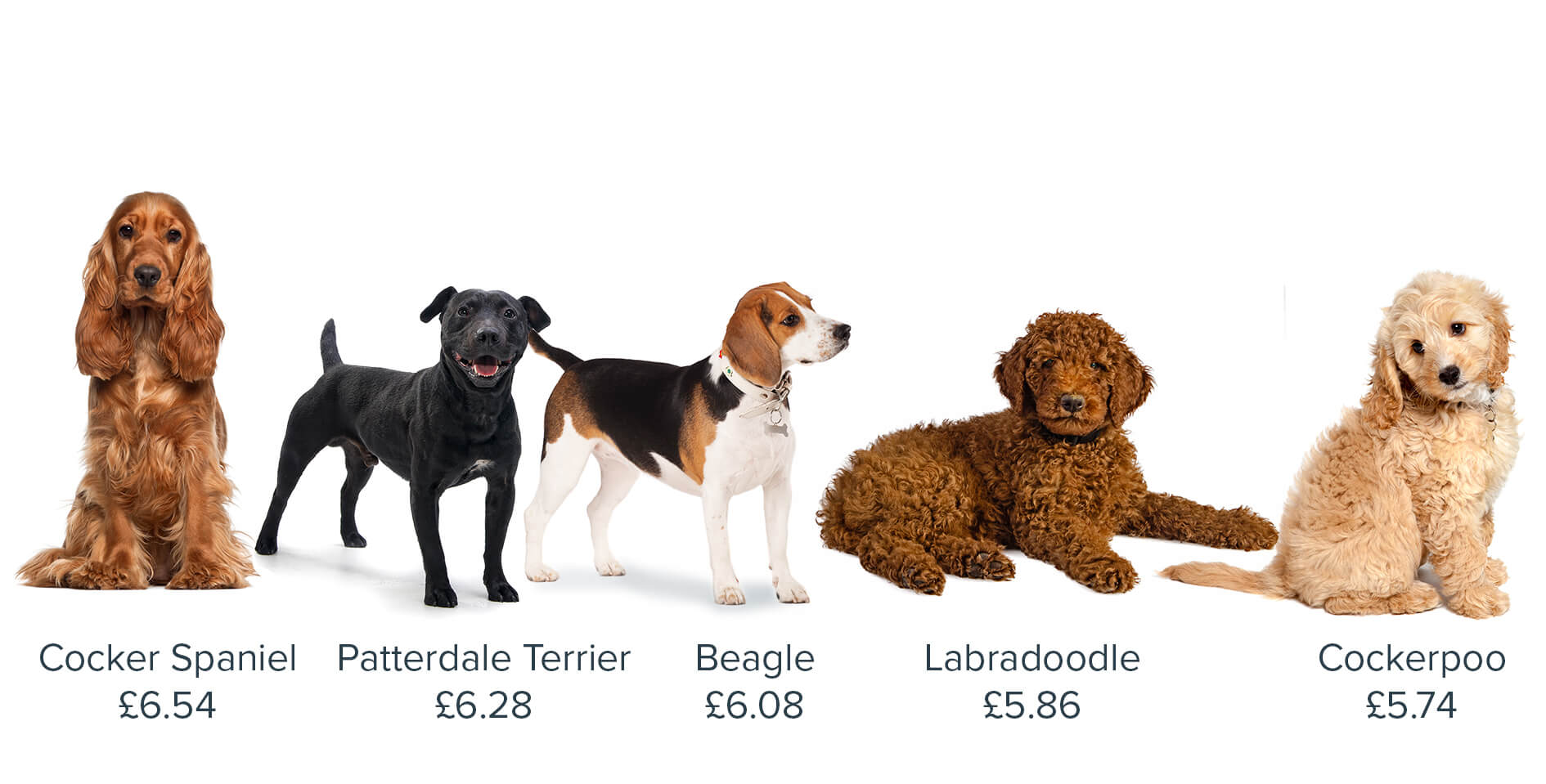 cheapest small breed dogs