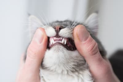A cat having its teeth examined